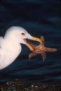 Seagull with Seastar, Photo Taken by Christine Humphries