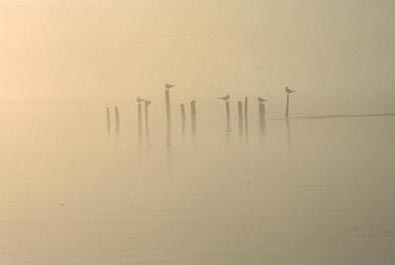 First Place Winning Photo by Jordan Plotsky : Birds inthe Mist at Elkhorn Slough Reserve