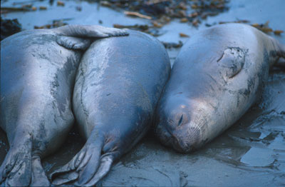 Elephant Seal Juveniles by Anthony Galvn III