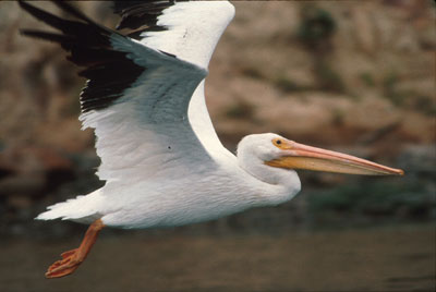 White Pelican, Point Reyes National Seashore by Pete Smith
