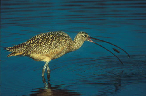 Long Billed Curlew eating a clam, Back Bay Reserve, California