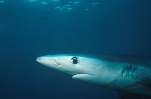 Blue Shark, Off Catalina Island, California
