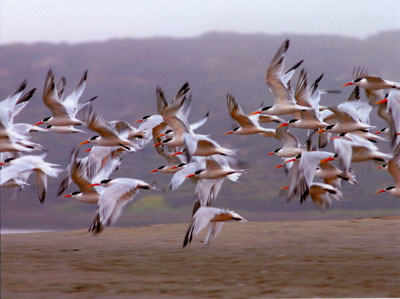 Flying Terns, Morro Bay, California