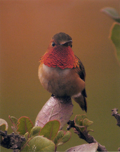 Hummingbird Male, Upper Newport Bay, California