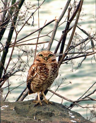 Burrowing Owl by Brian Graizer