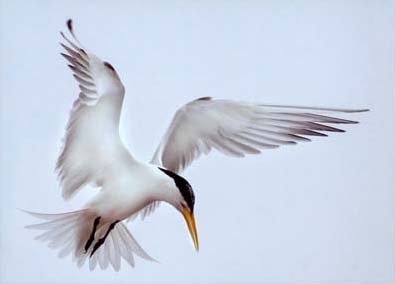 A Tern Fishing by Jim Kresge