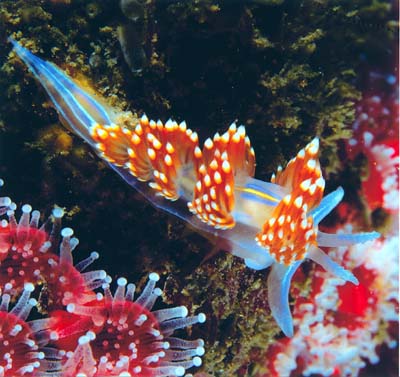 Nudibranch by Edward A. Woods