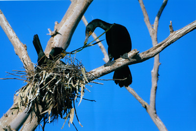 Nesting Cormorants, Morro Bay taken by Tina Carlson
