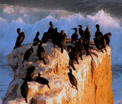 Cormorants, Santa Cruz taken by Nancy Huguenard