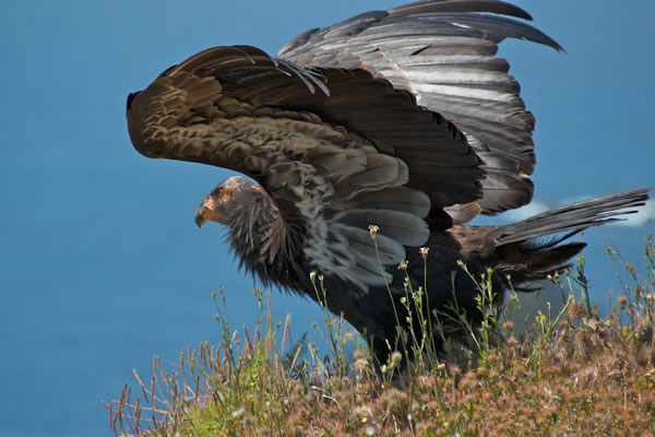 Douglas Croft, “Ready for Lift-Off (California Condor),” Big Sur