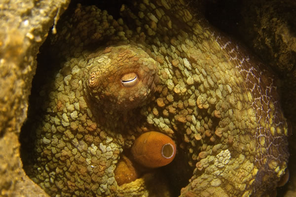 Octopus eys, La Jolla Shores, by Ed Campbell