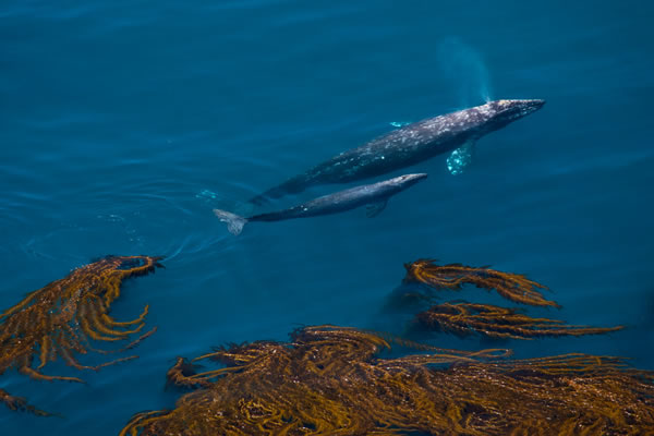 Gray Whale and Calf, Big Sur, by Douglas Croft