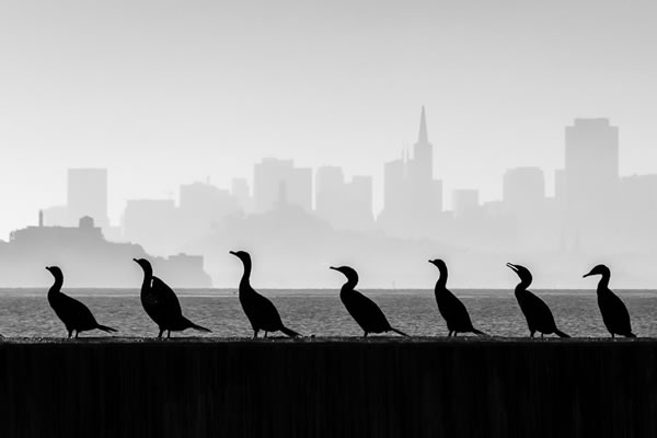 Photo of cormorants with San Francisco in the background, by Mary Sheft