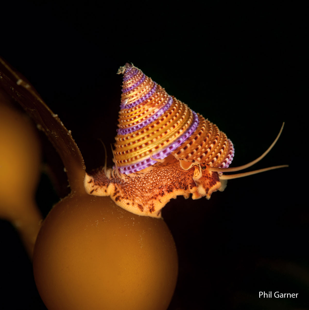Photo of orange and purple cone-shaped snail shell underwater on a kelp bladder