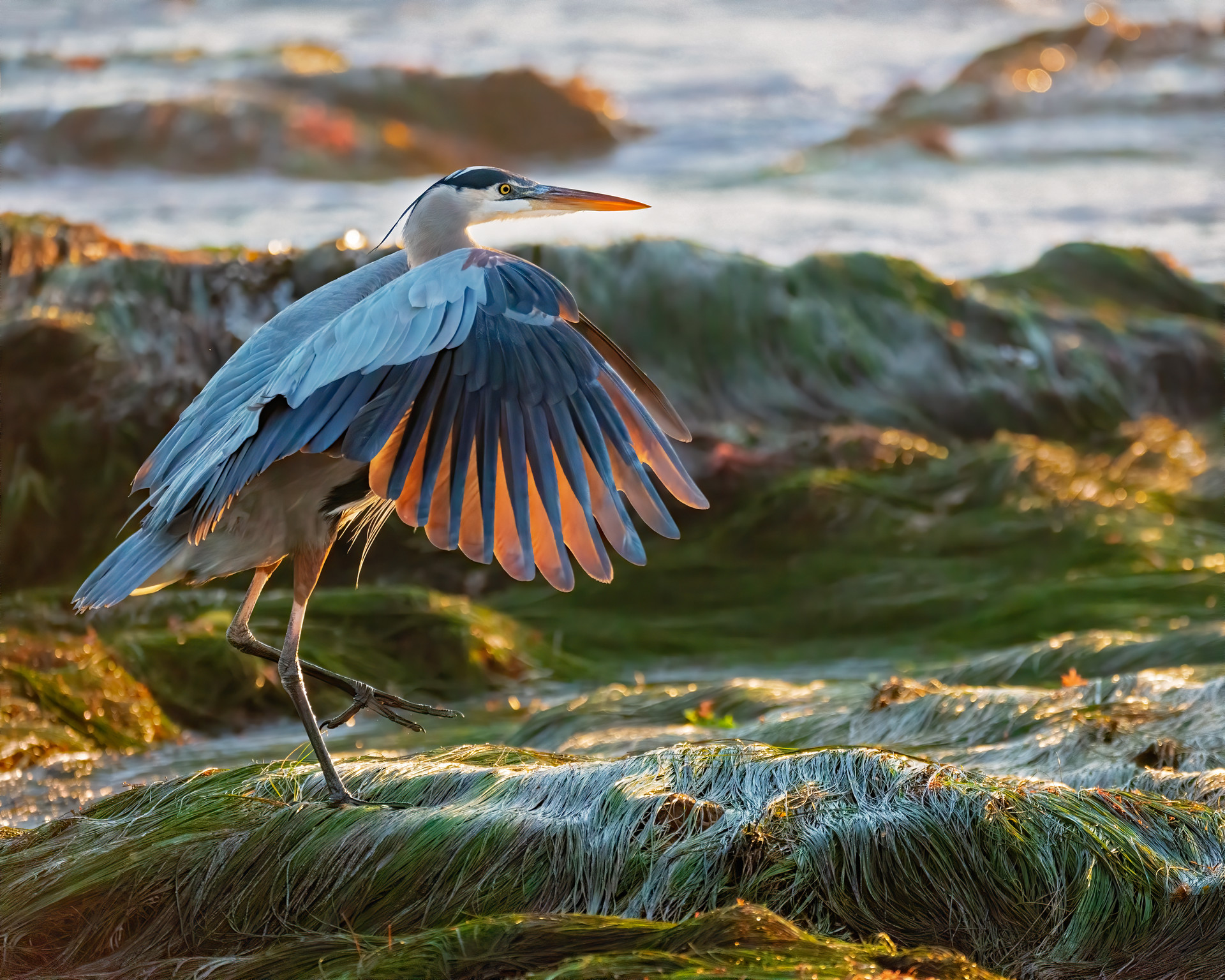 A heron in profile, stands on one foot on top of eelgrass, sunlight shining through its wing feathers