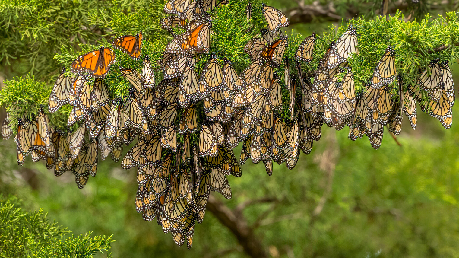 a large clutch of monarchs hang from a tree