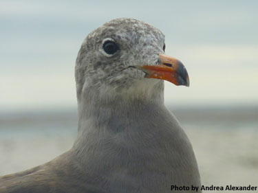 Photo of gull by Andrea Alexander