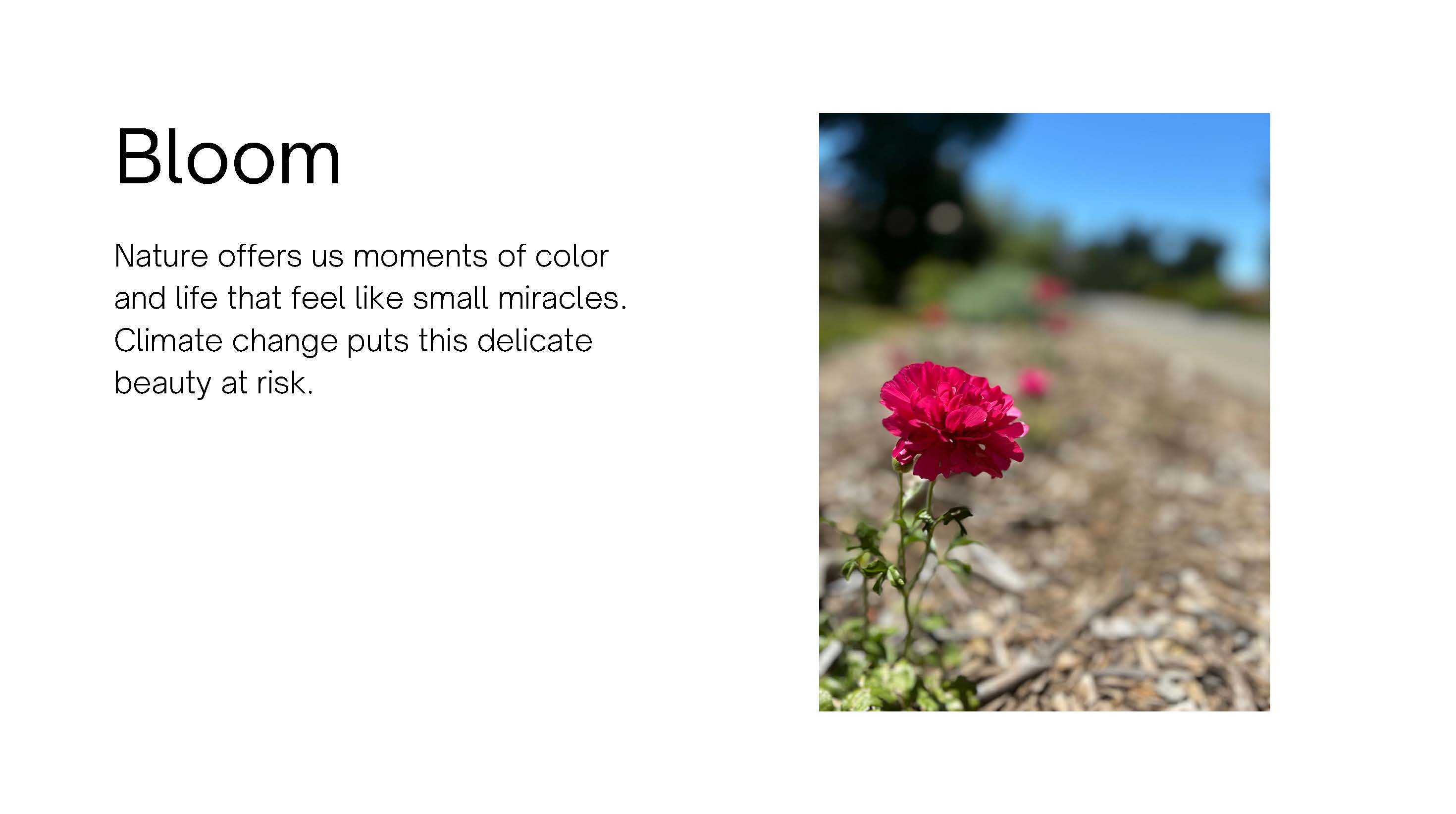Photo of a red flower with background out of focus. Text: Bloom. 
					Nature offers us moments of color and life that feel like small miracles. 
					Climate change puts this delicate beauty at risk.