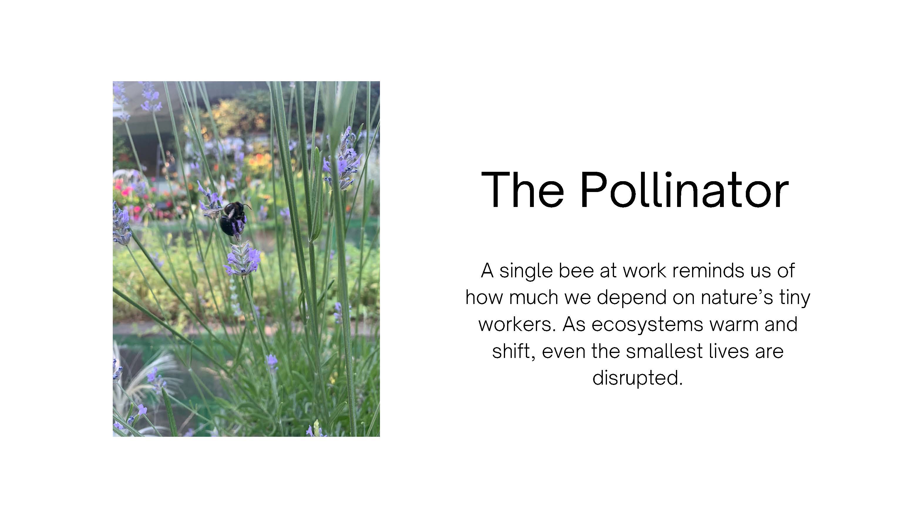 Photo of a bee on lavander flowers. Text: The Pollinator. A single bee at work 
					reminds us of how much we depend on nature's tiny workers. As ecosystems warm and 
					shift, even the smallest lives are disrupted.