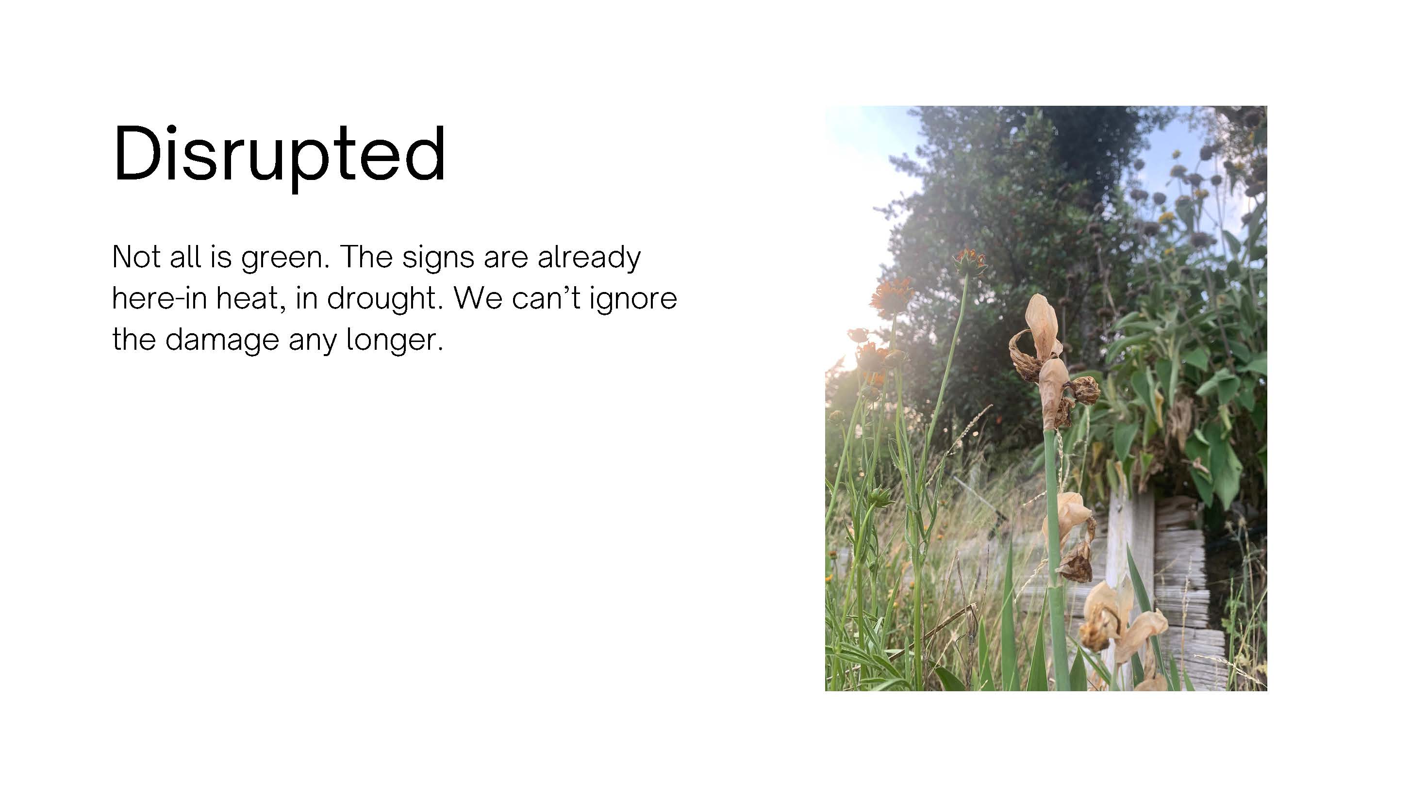 Photo of a dried flower head. Text: Disrupted. Not all is green. The signs are 
					already here - in heat, in drought. We can't ignore the damage any longer.