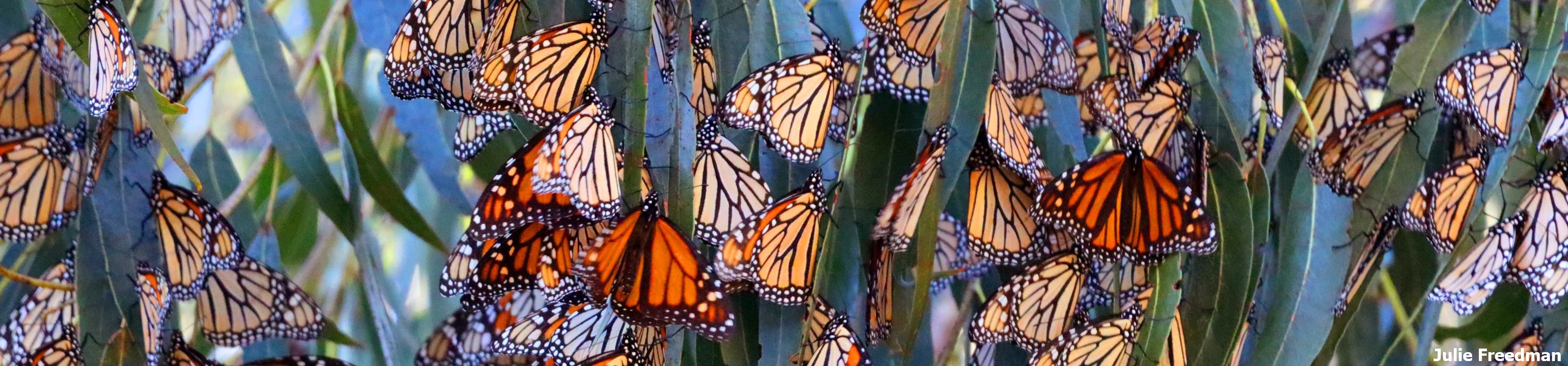Monarchs hanging from a tree