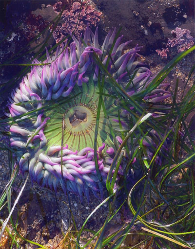Sea Anemone at Davenport Landing