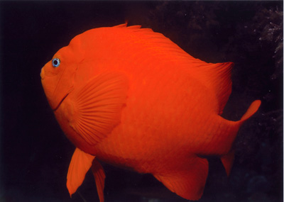 Garibaldi, Laguna Beach,By Ed Campbell