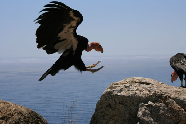 California Condors, Along Highway 1 in Big Sur, ©Brad Schaub