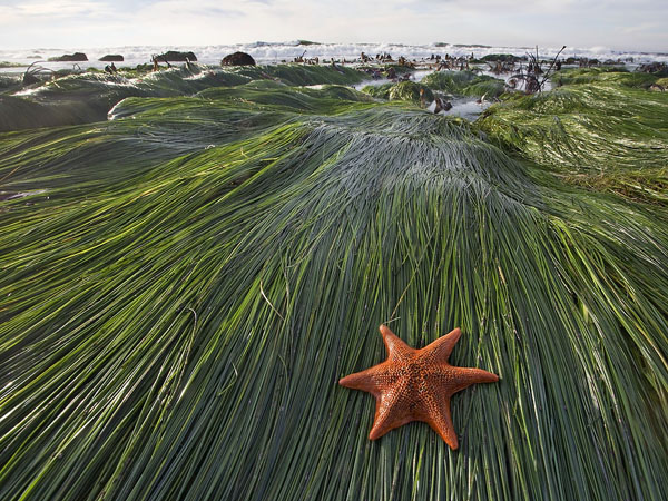 Seastar and Surfgrass, Monta�a de Oro State Park, ©Bill Bouton