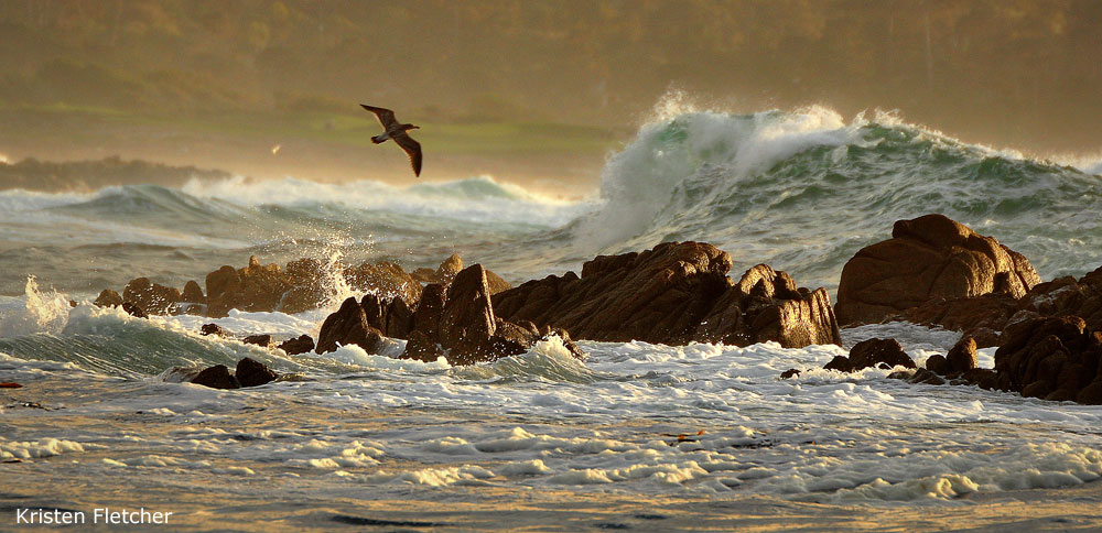 Photo of bird on windy coastline, Pebble Beach, by Kristen Fletcher
