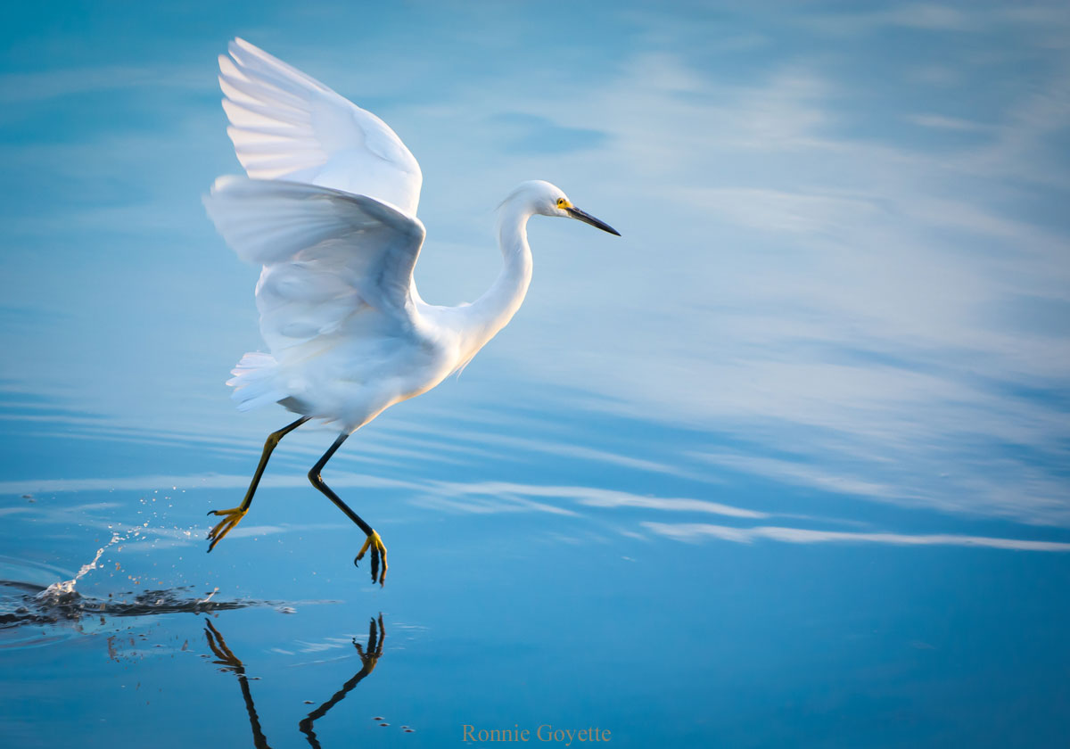 Photo of a snowy egret, by Ronnie Goyette
