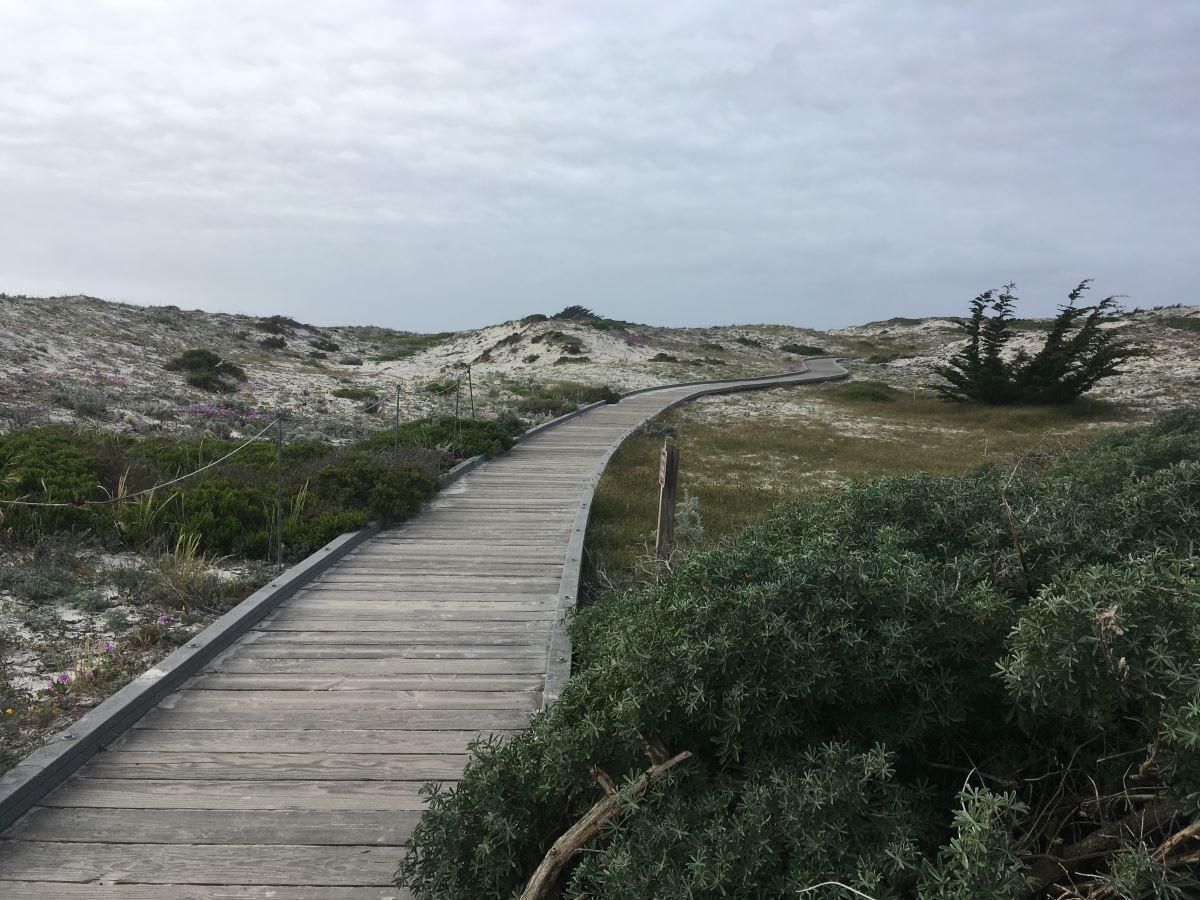 A boardwalk through coastal dunes