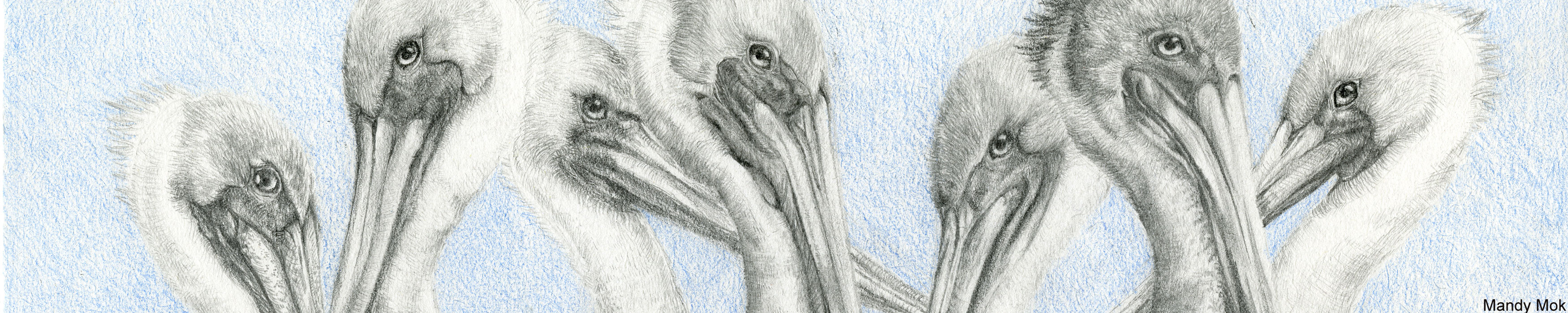 Pelican drawing by Mandy Mok