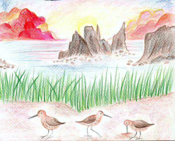 Sandpipers and the Sun, by Nell Castor, 3rd grade, Mill Valley 
