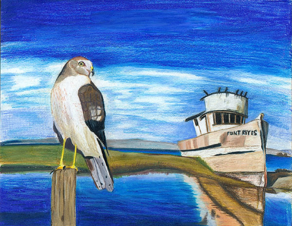 Harrier Hawk at Point Reyes, by Clarissa Wang, 5th grade, Mountain View