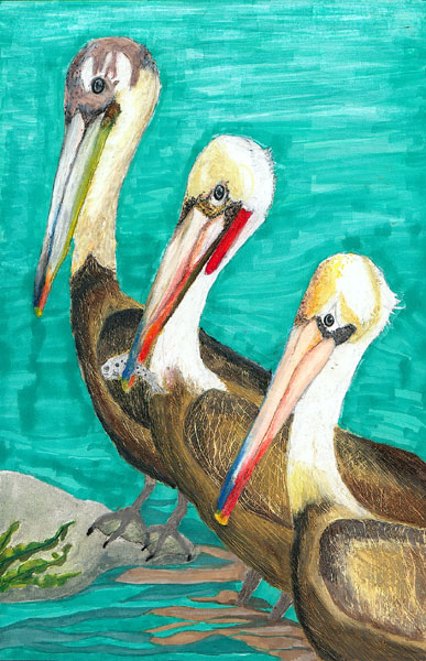 The Pelicans, by Sarah Arim Kong, 3rd grade, Los Angeles