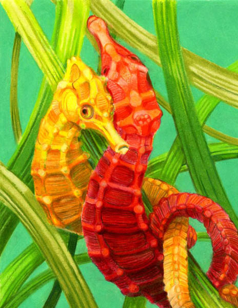 entwined seahorses in yellow and red