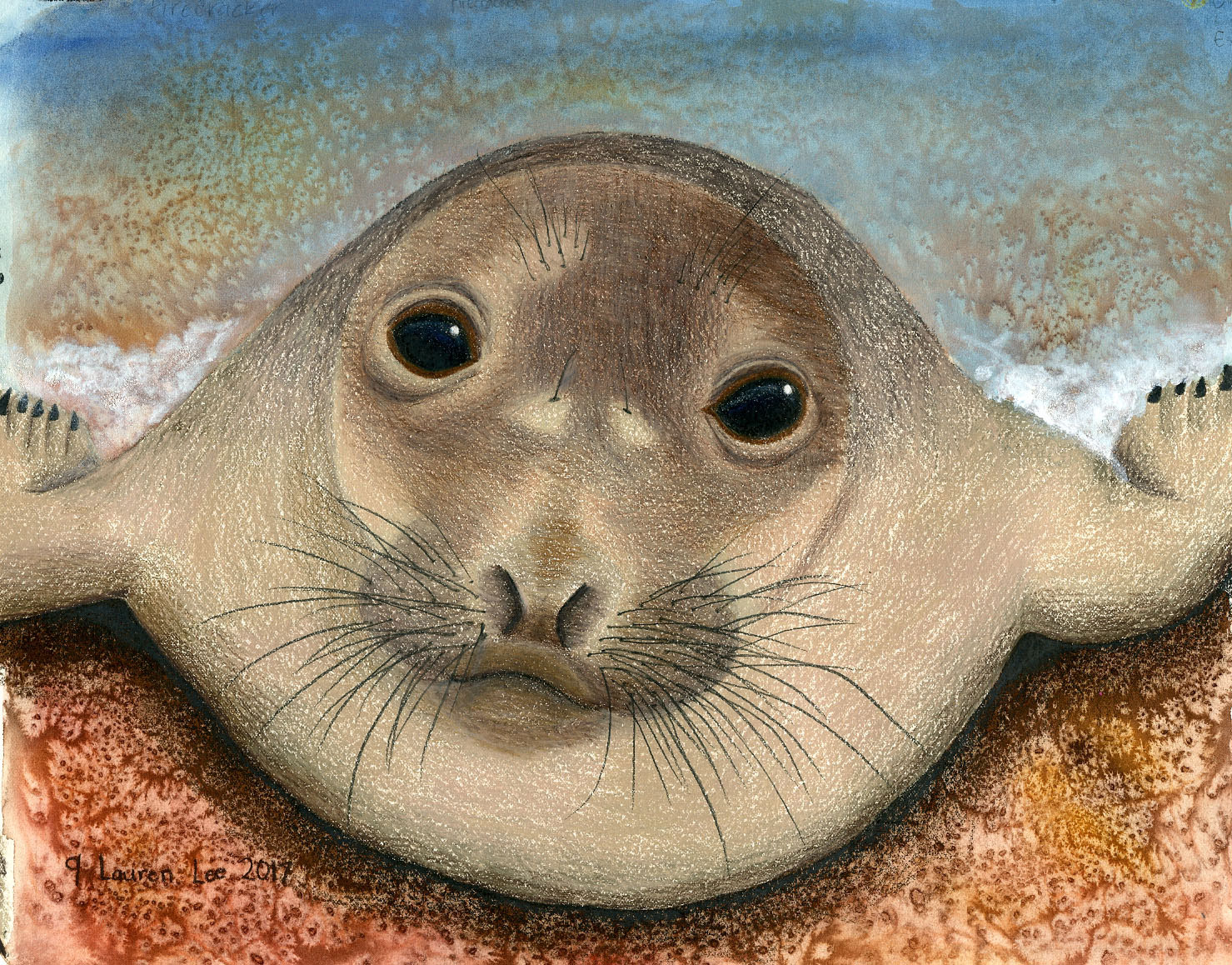 Elephant seal pup in watercolor and colored pencil