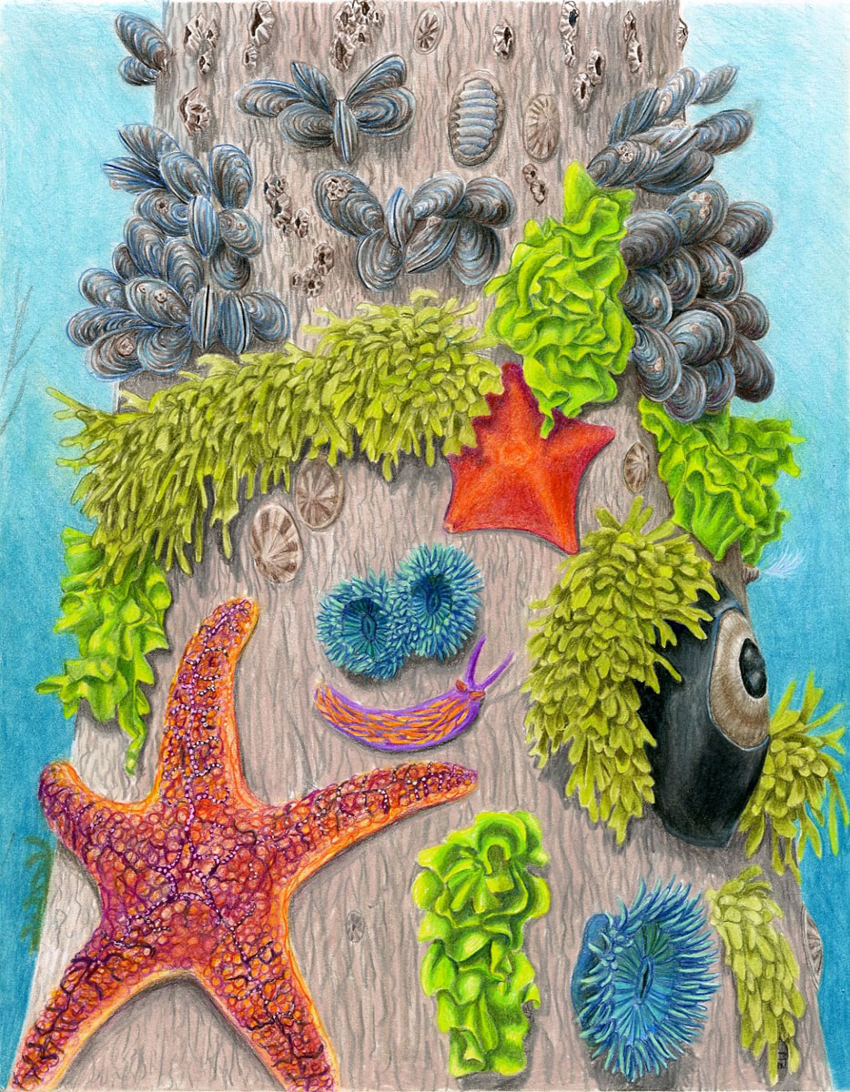 Invertebrate marine life growing on a pier, artwork by Marina Zellers
