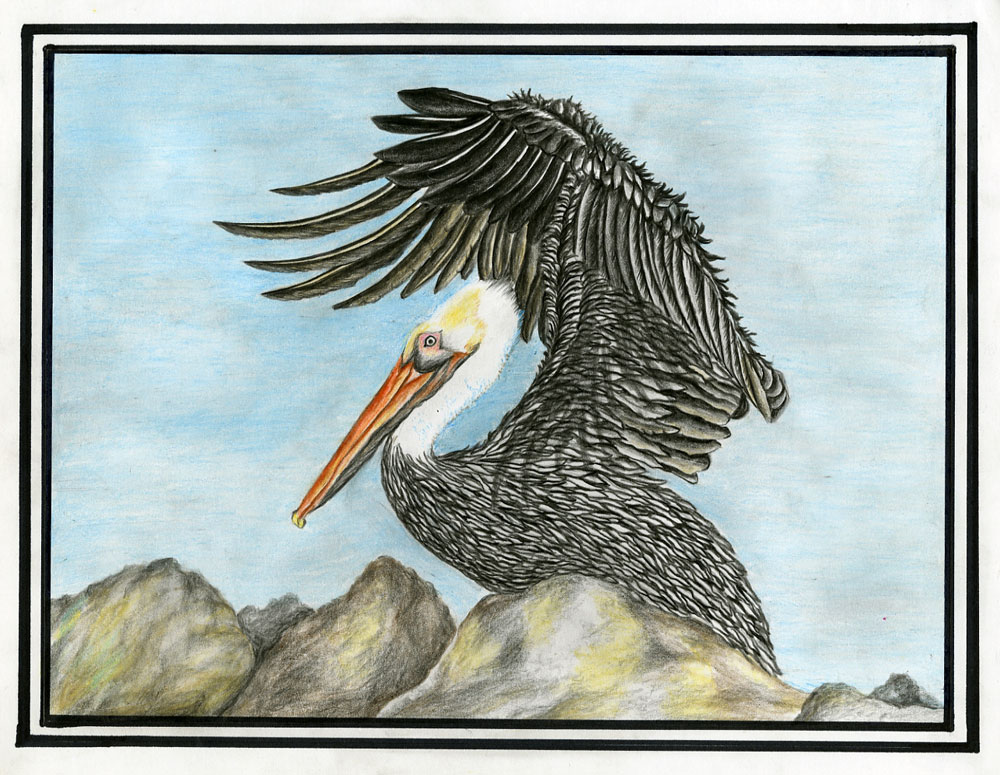 Pencil drawing of a brown pelican, by Disha Mohanty
