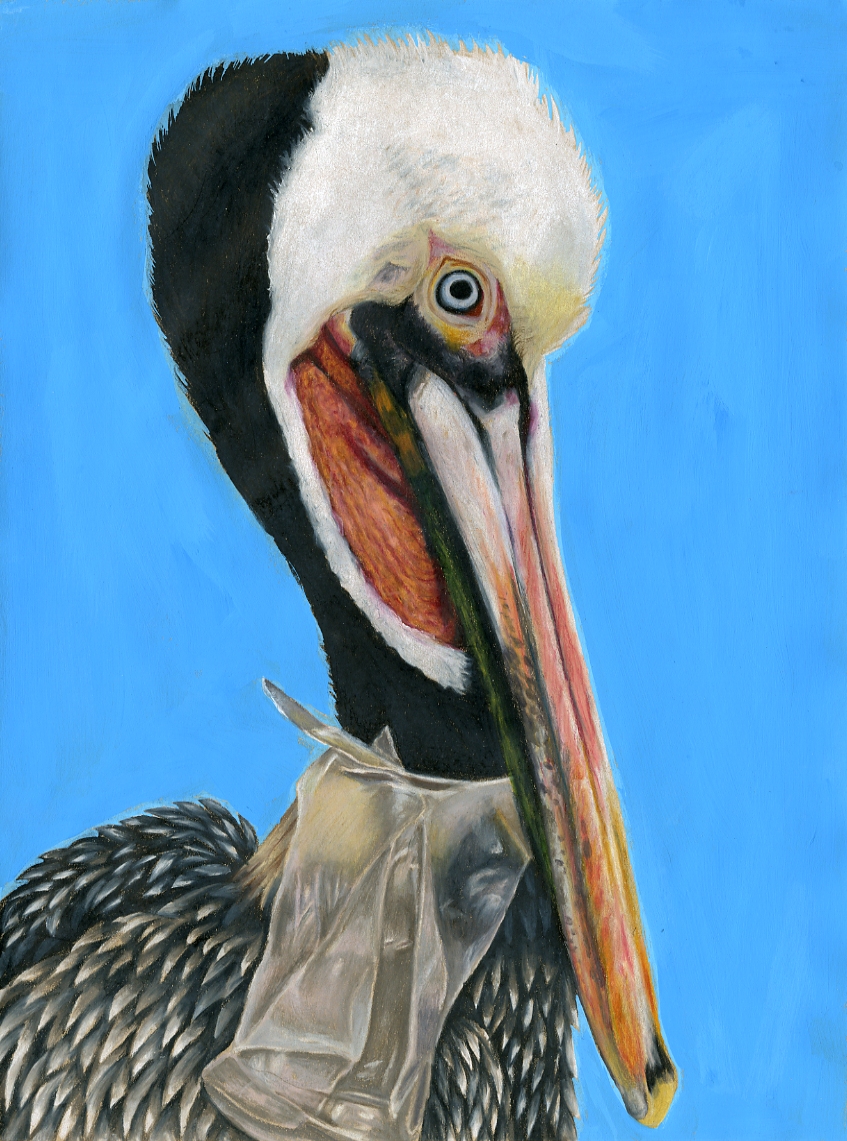 A pelican holds a plastic bag in its beak