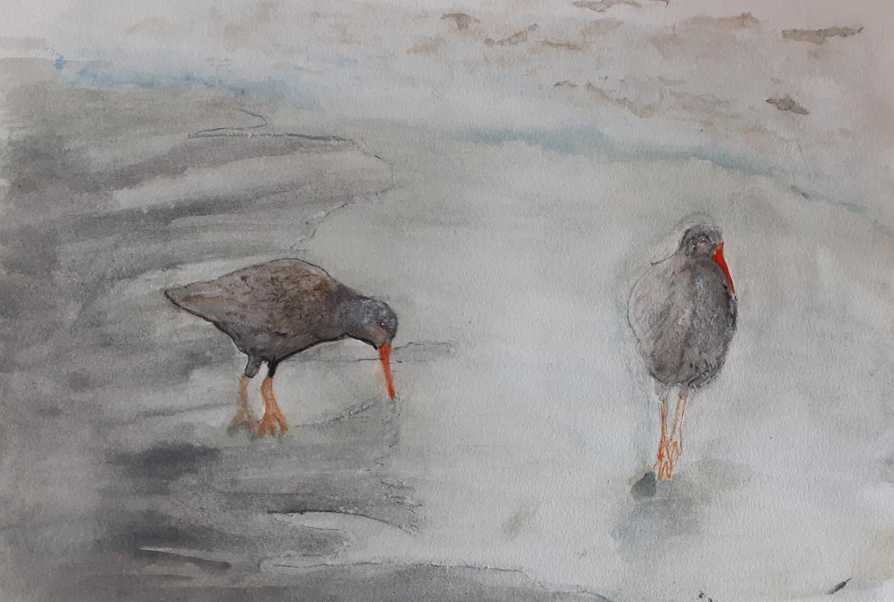 in grays indicating a foggy or cloudy sky, two birds are on the sand, gray with bright orange bills