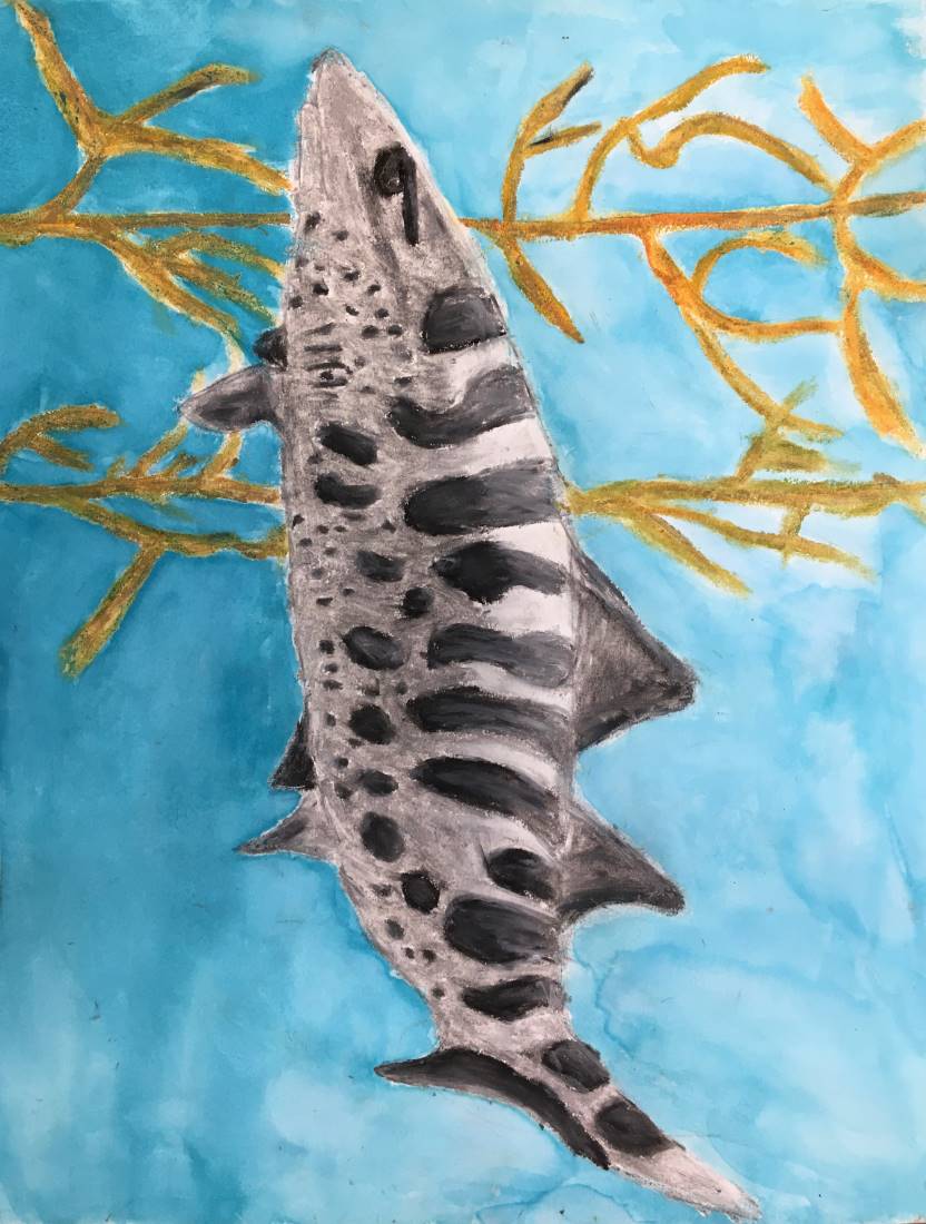 a leopard shark swims among kelp