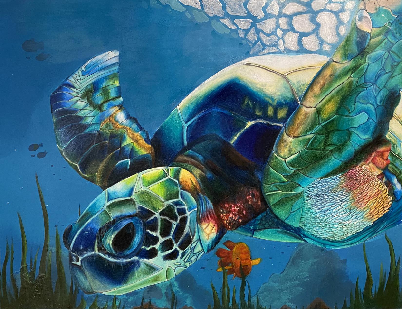 iridescent turtle underwater, orange garibaldi in background