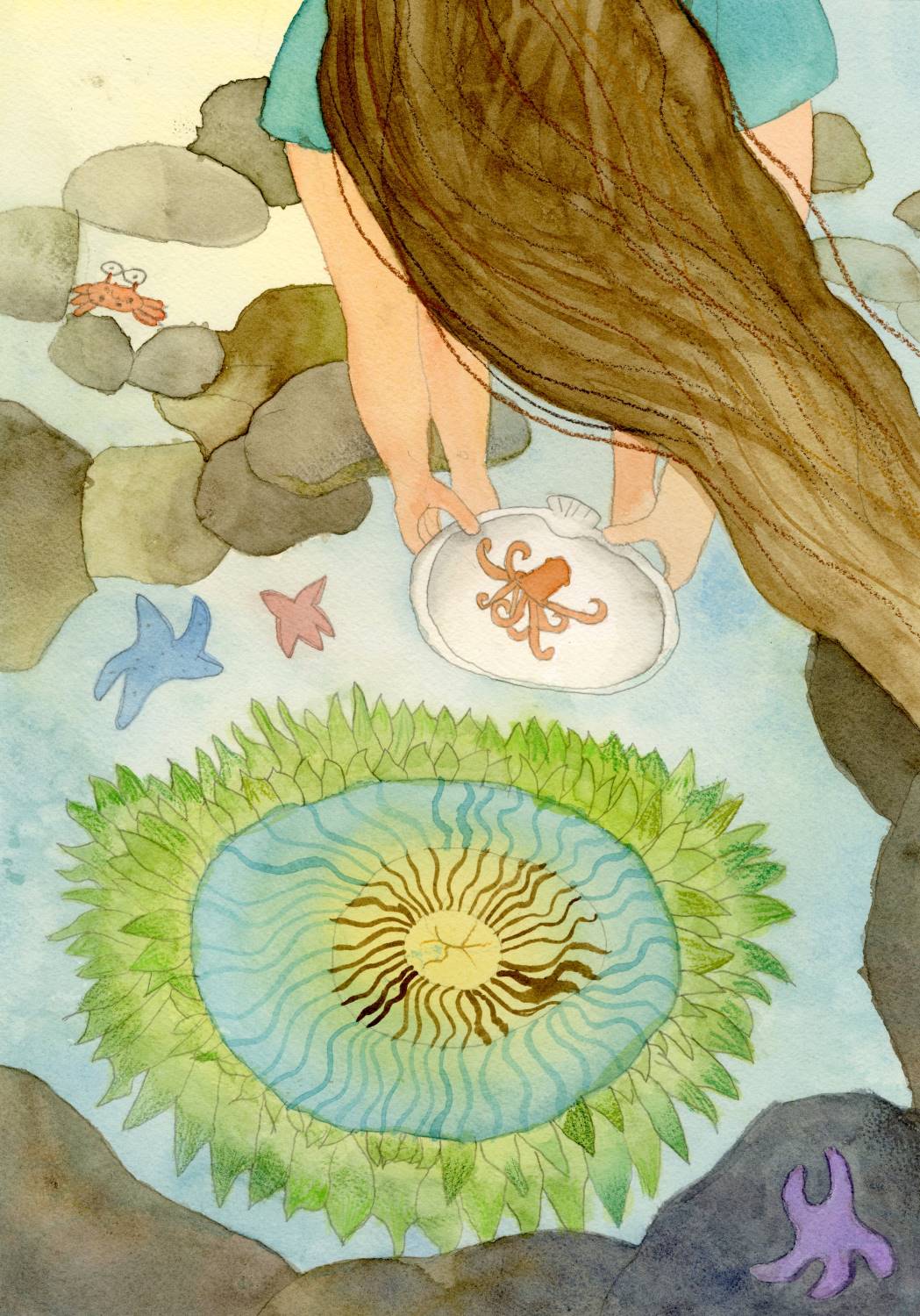 A child with long hair bends over a tidepool to examine a small octopus. A large green sea anemone, starfish, and a crab can be seen in the water
