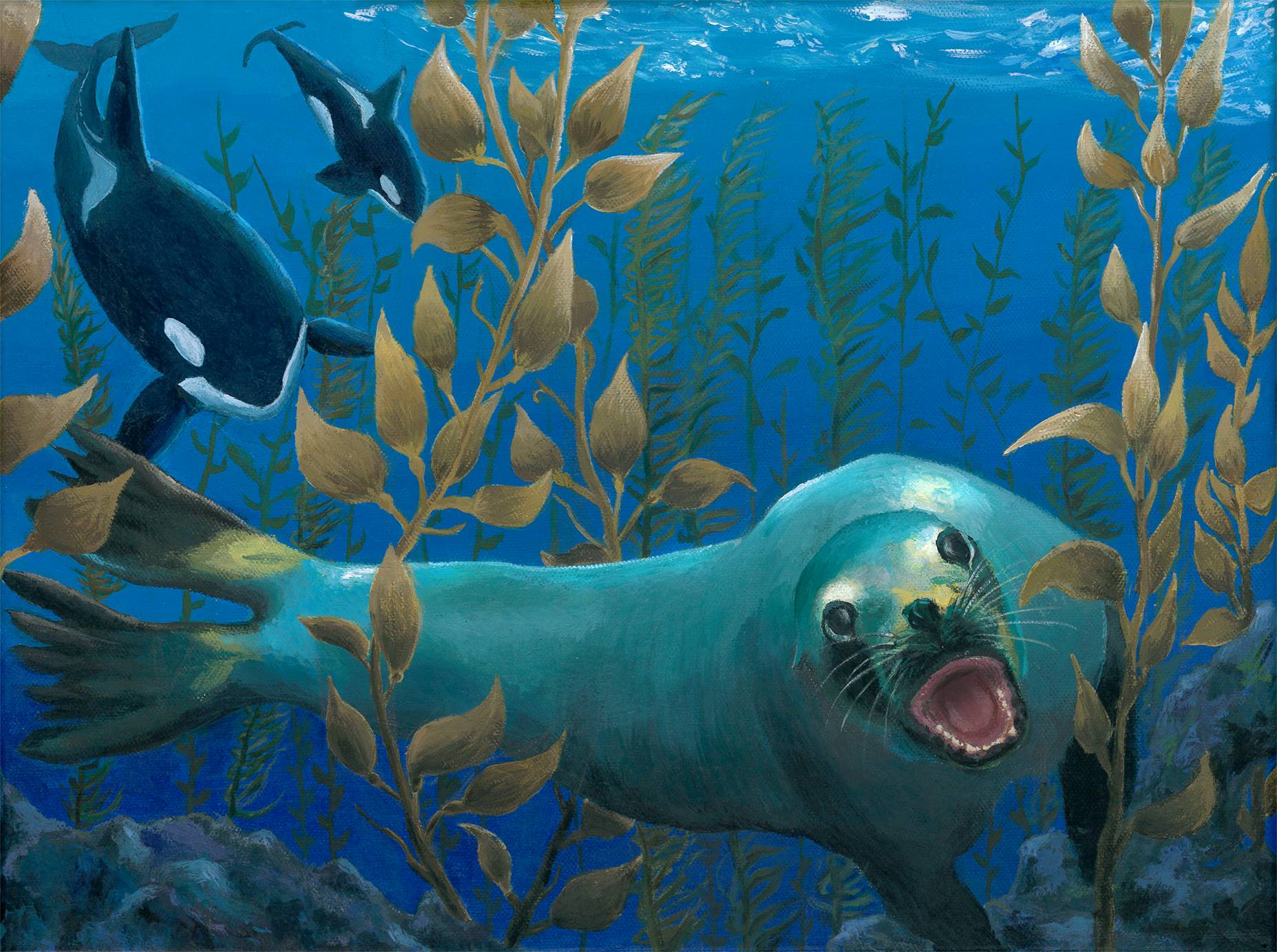 A sea lion, eyes and mouth wide, swims toward the viewer through kelp as two orcas pursue.