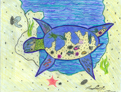"Sea Turtle" by Madison Fernstrom