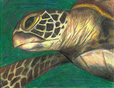 "Turtle" by Emma Kocina