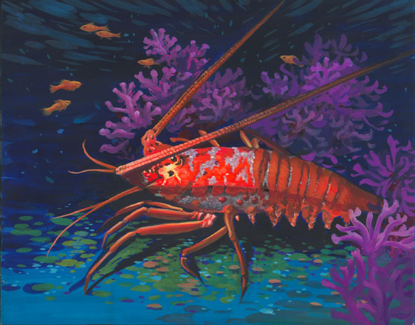 California Spiny Lobster in the Coral