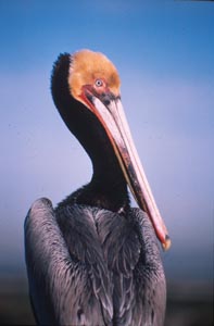 Pelican Portrait, Bolsa Chica, Photo Taken by Andrea Burrell